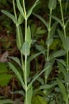 Balkan catchfly